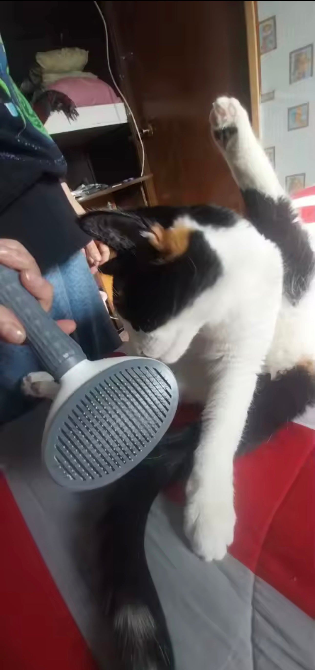 Peigne de Toilettage Haute Précision